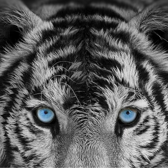 Meet your Posher, Roman - Picture 1 of 1